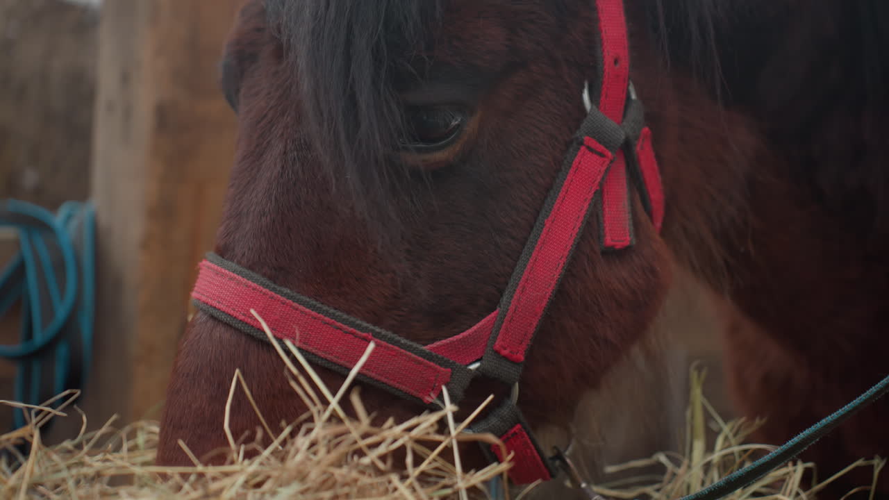 Крупный план: гнедая кобыла в красном недоуздке у деревянного столба, тихий момент в конюшне с соломой и свернутой веревкой, задумчивое выражение предполагает сцену спасения или реабилитации в холодном свете