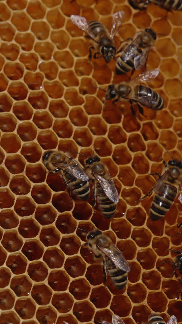 Some honey bees crawling over the honeycombs. Fresh amber honey sparkling in the wax cells. Close up. Vertical video