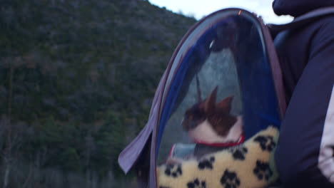 dog in backpack