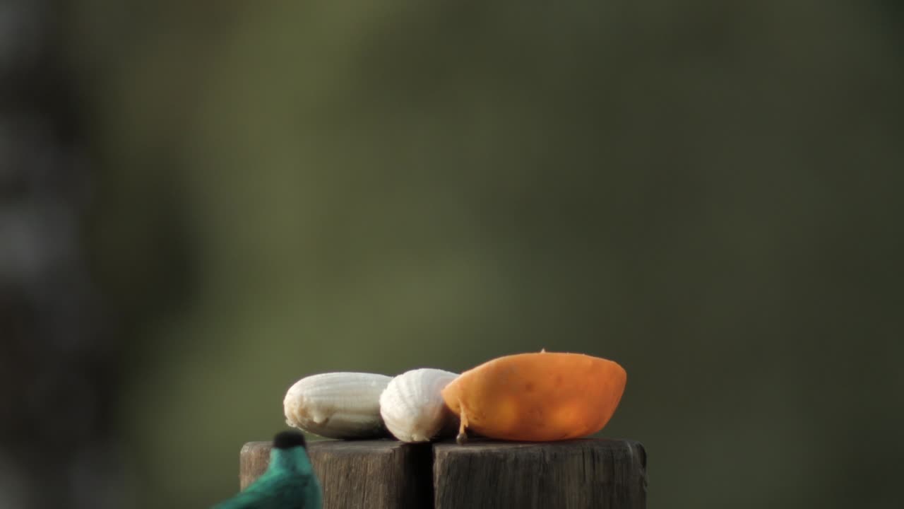 pájaro hambriento mielero verde come fruta de plátano