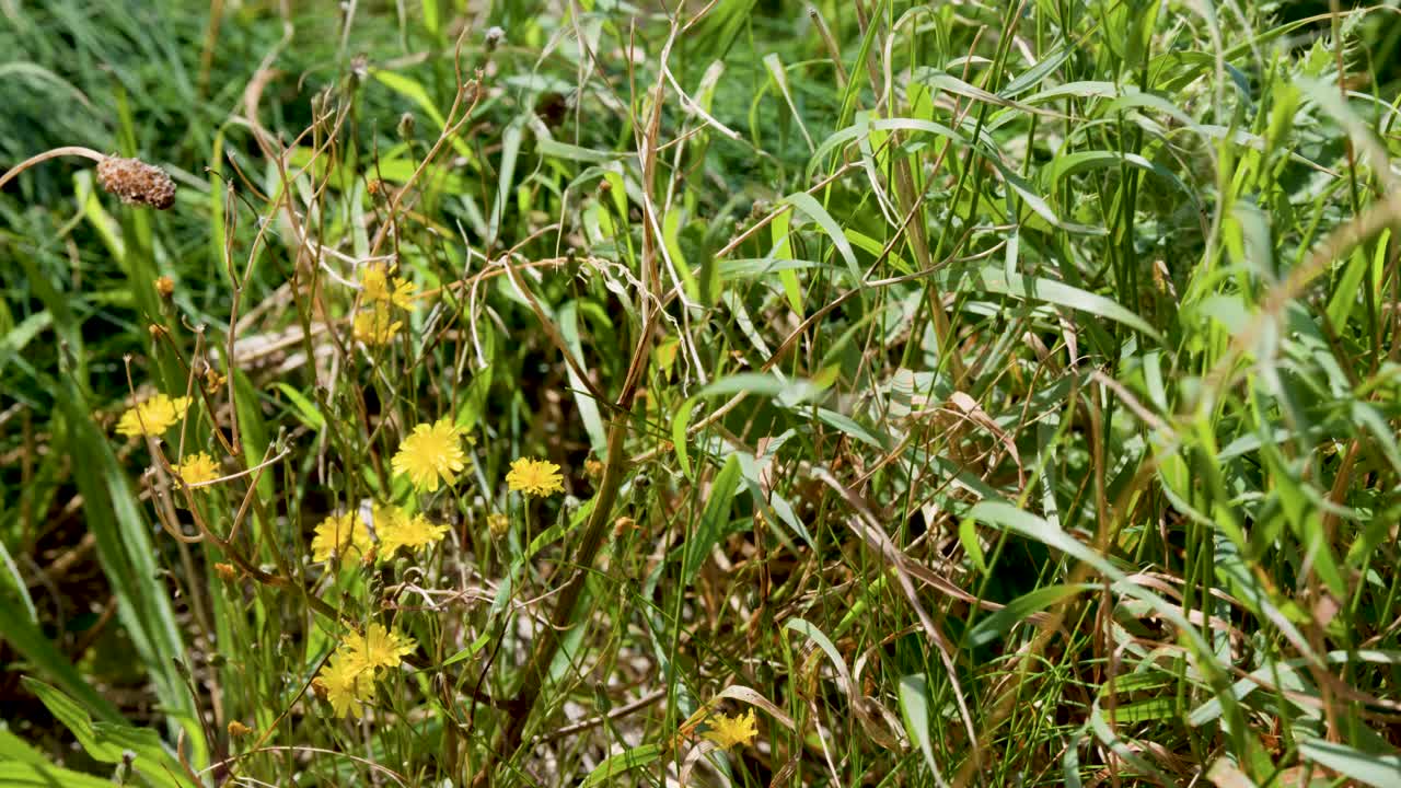 Yellow wildflowers sway gently in summer grassland, natural daylight, macro close-up, static camera