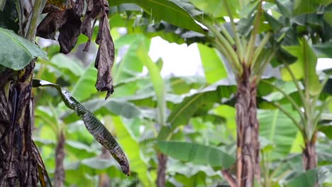 Fuertes-Lluvias-Monzónicas-En-Plantaciones-De-Banano-En-El-Centro-De-Costa-Rica-Durante-La-Temporada-Verde