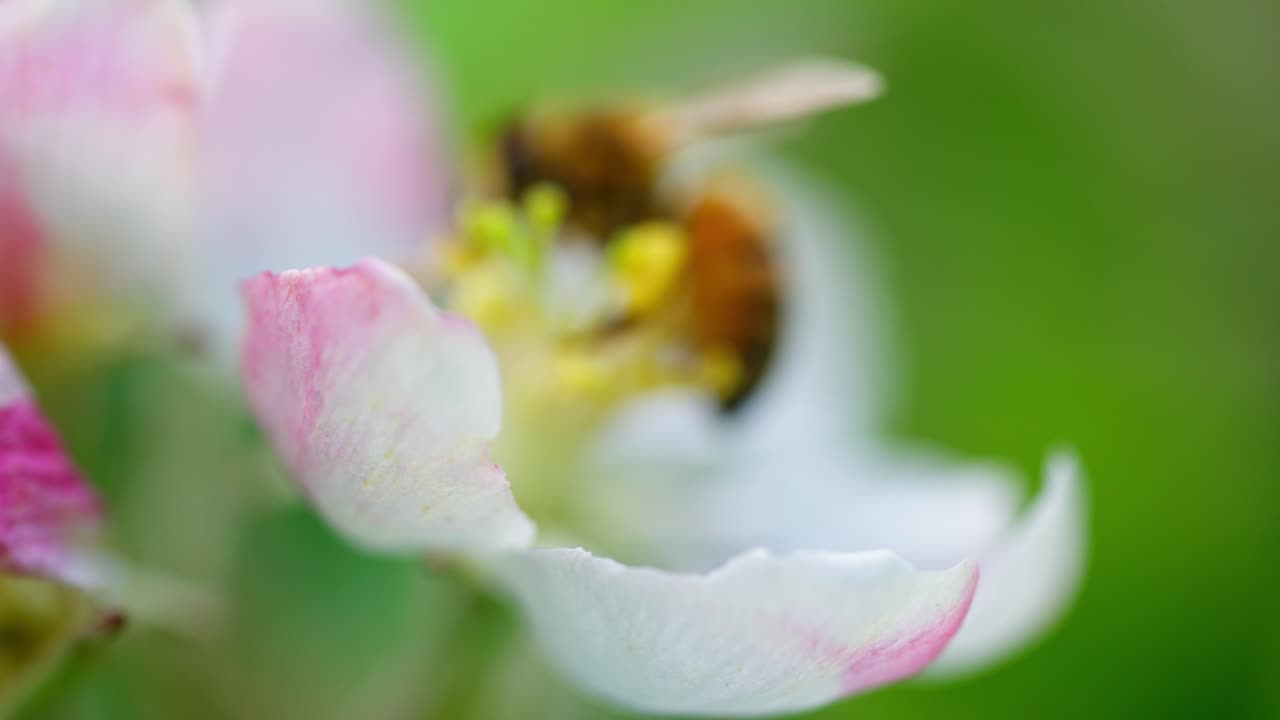 Close-up of a honeybee collecting nectar from an apple blossom. The detailed macro shot highlights pollination, nature, and the essential role of bees in springtime flowering.