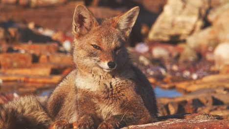 south american gray fox sitting on the rock watching its surrounding , closeup sunning