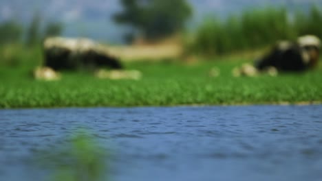 Cow-and-sheep-eating-hay,-grass-near-a-blue-lake-after-a-swim-to-get-cool