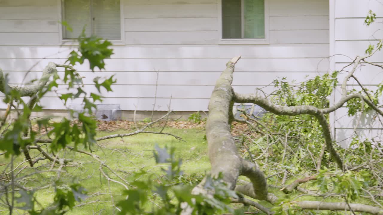 쓰러진 검은 오크 나무의 피해를 고
