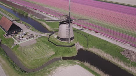 Volando-Hacia-Atrás-En-El-Molino-De-Viento-Rodeado-De-Campos-De-Tulipanes-Holandeses-Típicos,-Antena