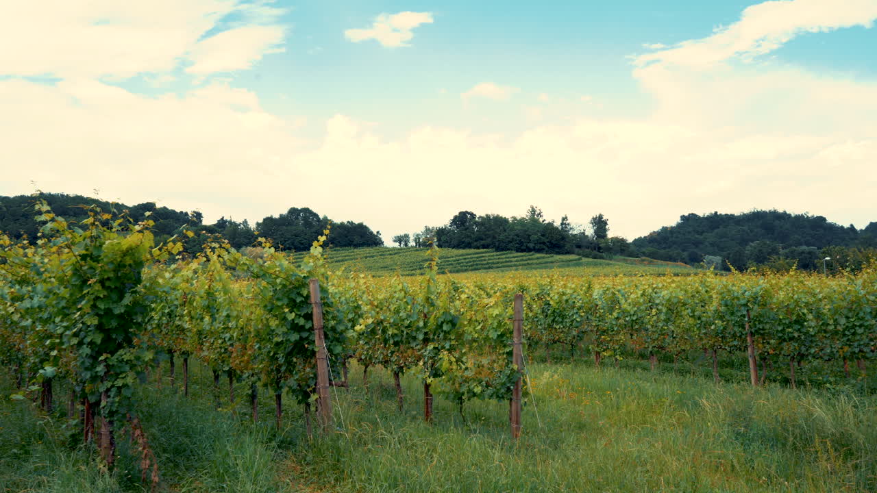 Vineyard Landscape