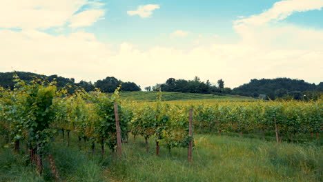 Weinberglandschaft