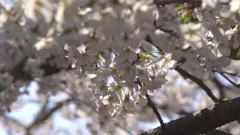 Close Up of White Sakura Flower