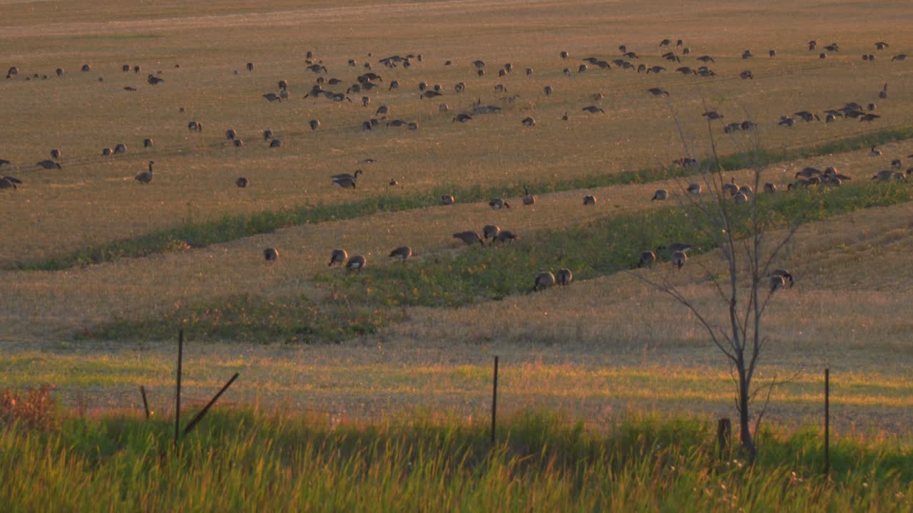 Geese in a field at sunset