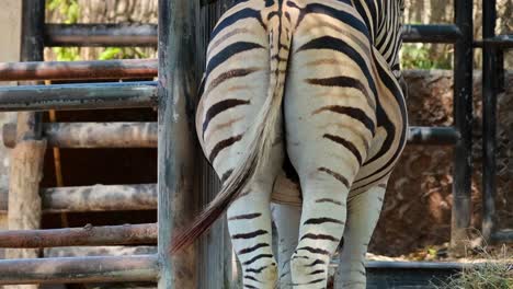 a zebra stands near a wooden fence, showcasing its distinctive striped pattern in a natural enclosure setting.