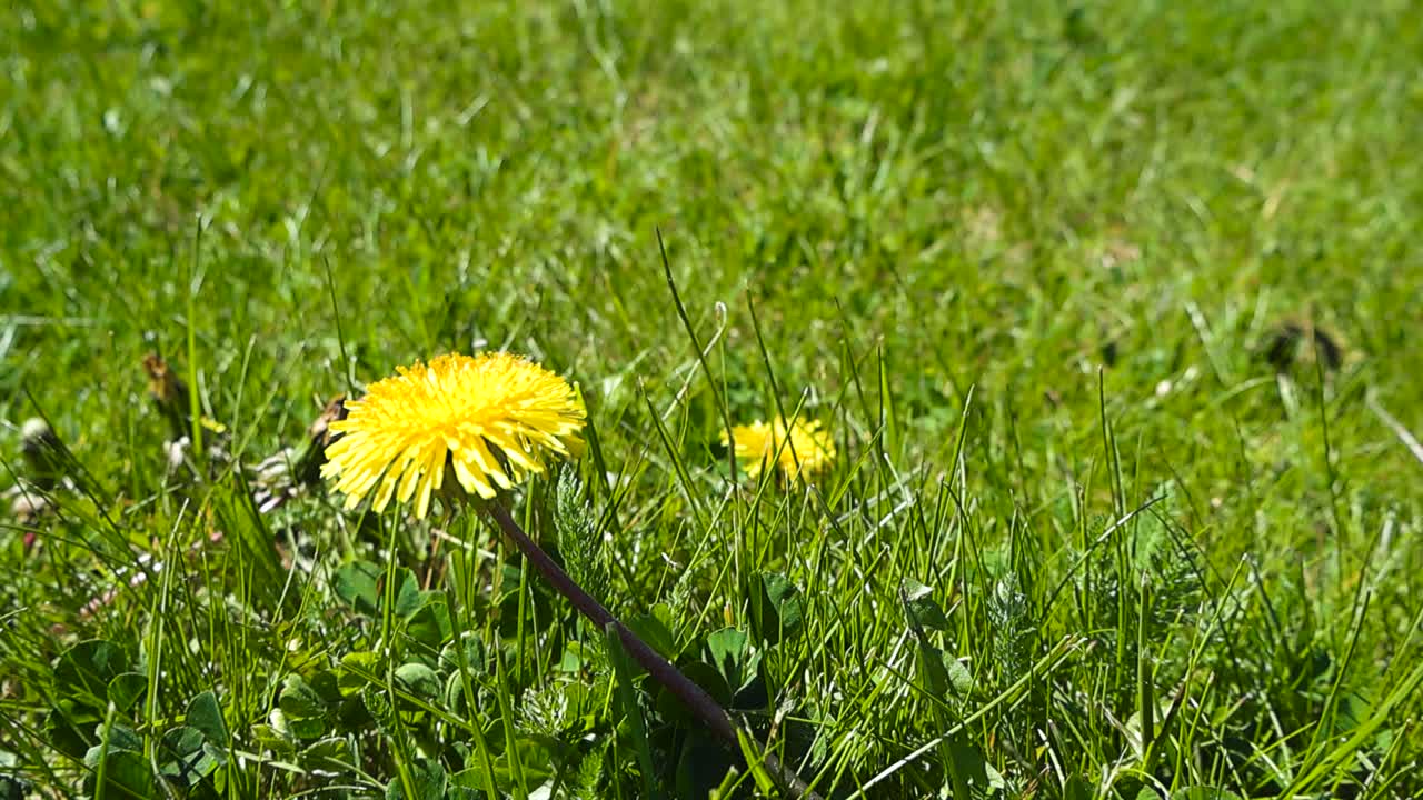 Low angle perspective of macro golden dandelion flowers under sunlight. Bright yellow flowers and some dandelion heads are closed among blades of grass. Vibrant green garden lawn, summer yellow buds