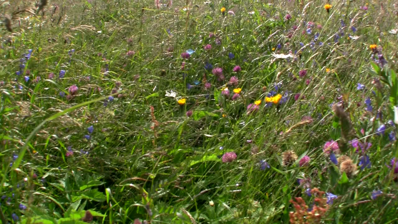 los campos de flores se tiñen de azul en primavera 1