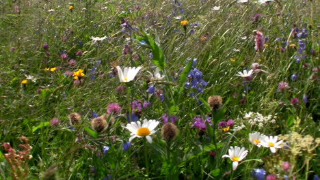 Blumenfelder-Bläuen-Im-Frühling-1