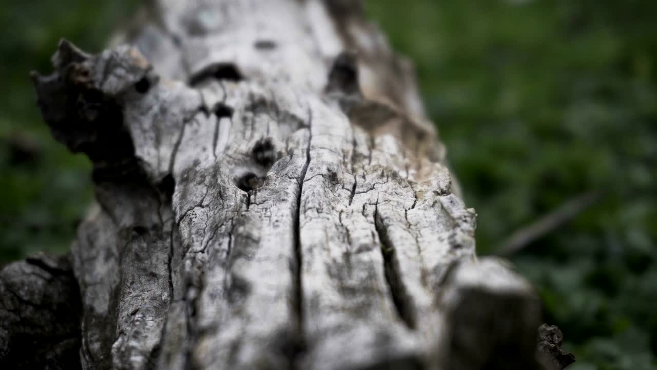 나무 줄기의 클로즈업, 초점 및 비 초점 세부 사항