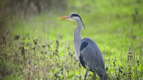 grey heron bird with long neck standing majestically in wetland grass