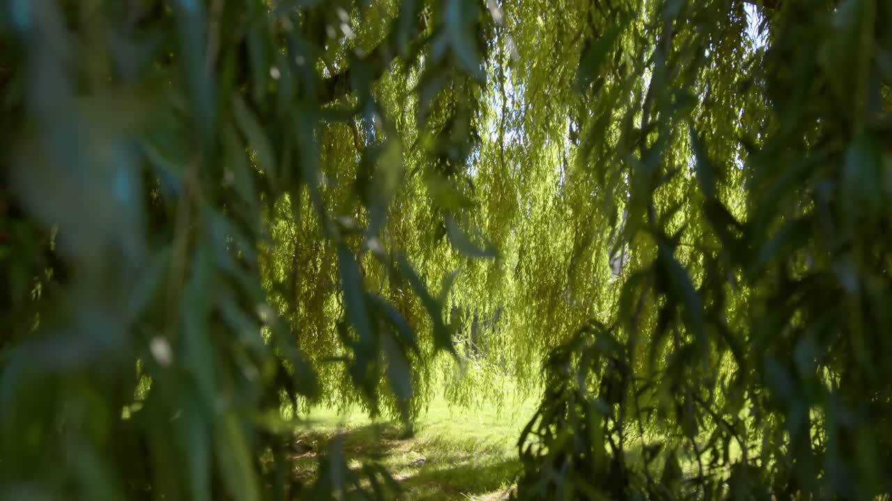 Alberi con lunghi rami pendenti in un parco verde - Primo piano