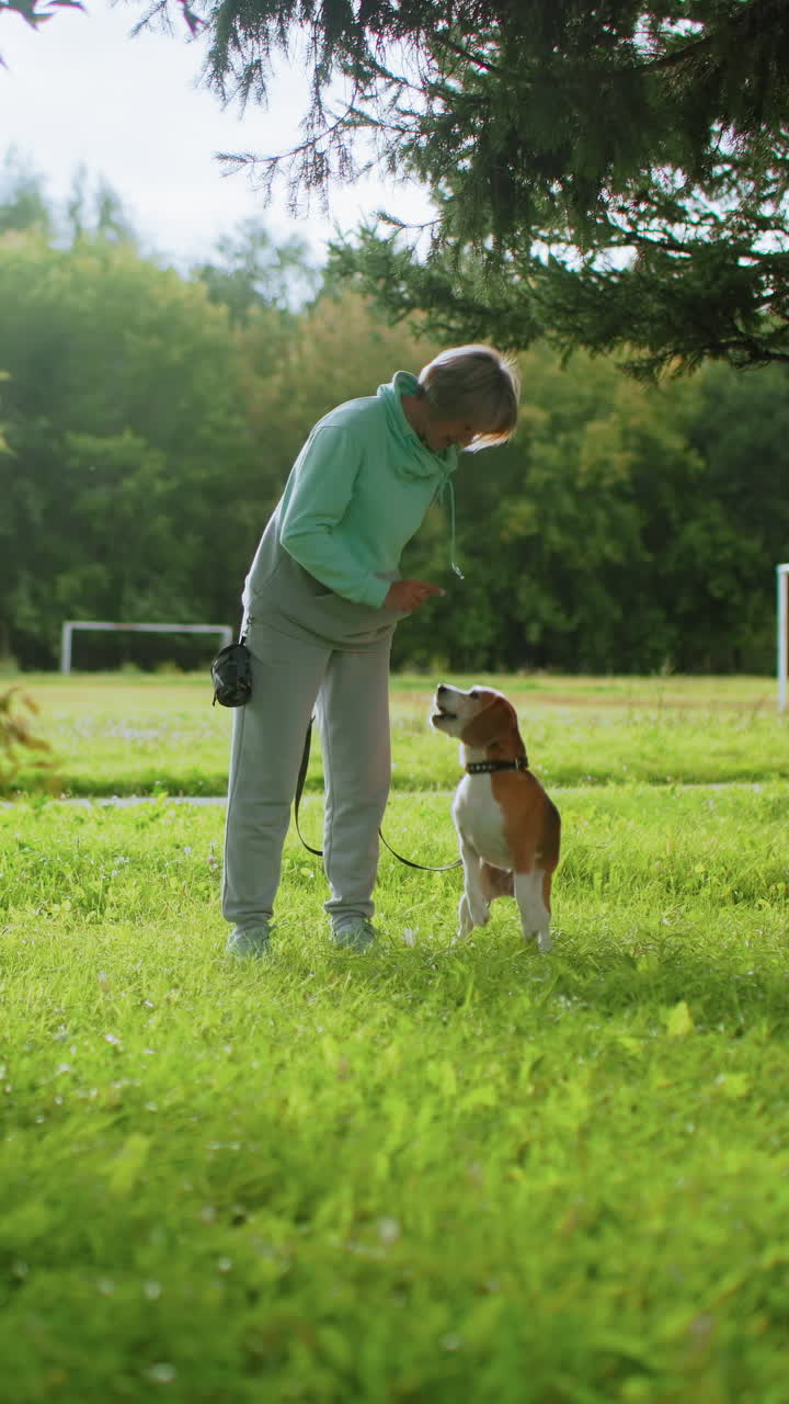 여성이 목초지와 골대 근처에서 비글과 함께 리콜 훈련을 하고 있어요. 느린 속도로 목줄을 다루는 방법과 간식 보상을 주며, 부드러운 햇빛이 잔디밭에 비치고, 인내심 있는 훈련사와 집중하는 반려견, 평온한 야외 복종 훈련