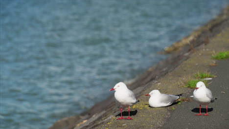 Gaviotas-Sentadas-En-La-Acera-Junto-Al-Agua