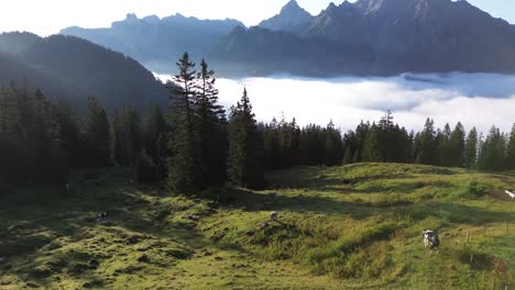 aerial view of cows grazing in an alpine landscape of austria