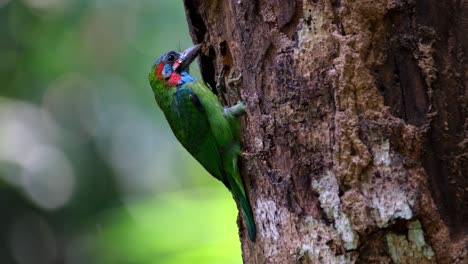 Intense-digging-to-make-a-nest-just-in-time-before-the-rainy-season-comes,-Blue-eared-Barbet-Psilopogon-cyanotis,-Thailand