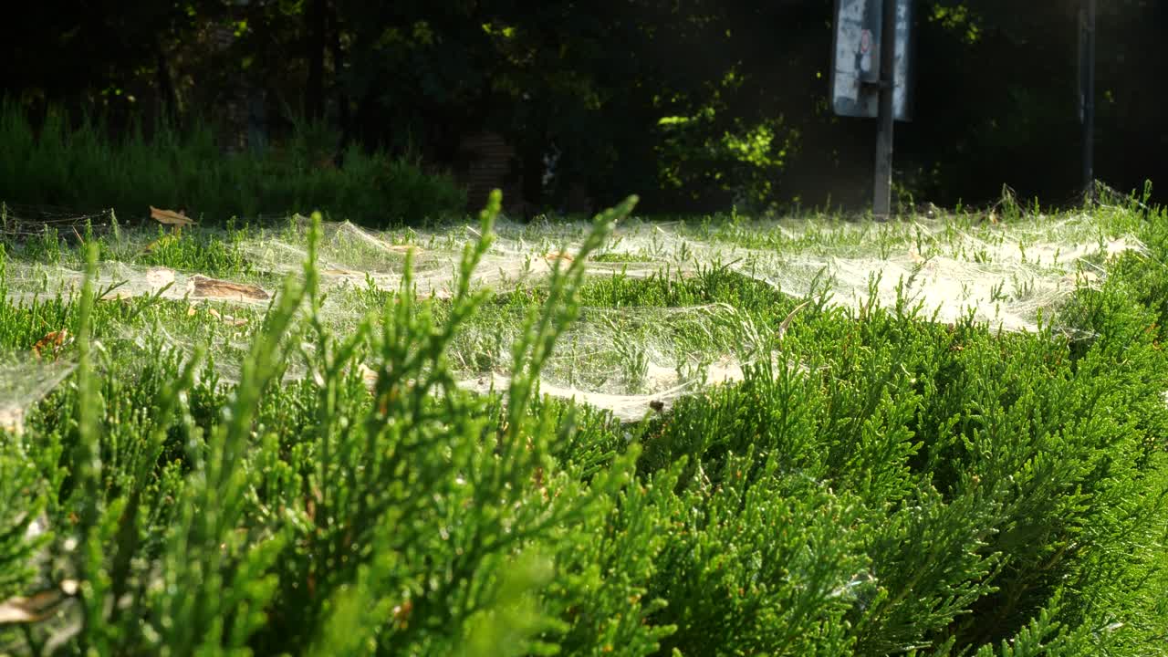 화창한 날 녹색 관목에 두꺼운 거미줄, 정적 샷, 4k