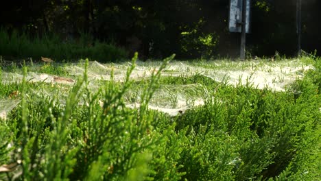 Thick-Spider-Webs-on-Green-Shrubs-on-Sunny-Day,-Static-Shot,-4K