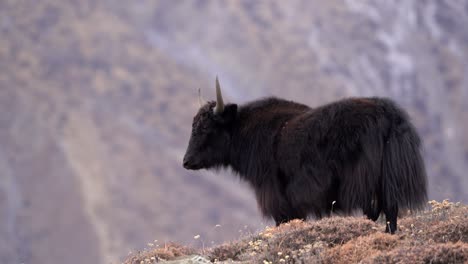 un yak parado en una colina con las montañas del himalaya al fondo en la región mustang de nepal