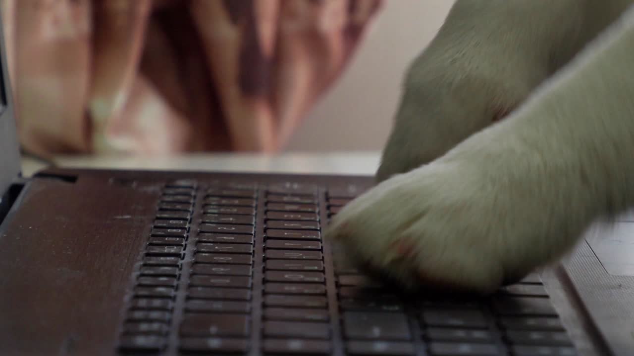 노트북 뒤에 있는 재는 코르기 강아지, 클로즈업, 키보드를 때립니다.