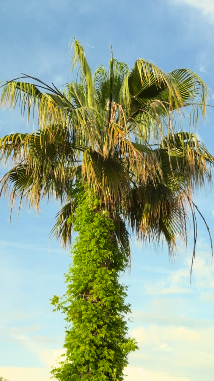 Vertical shot of a palm tree swaying softly in the breeze, captured on a clear sunny day with blue sky and vibrant greenery, evoking calm tropical vibes