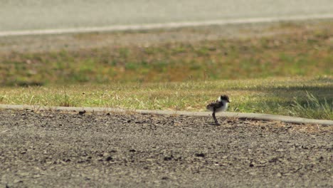 Baby-Masked-Lapwing-Plover-Walking-On-Road