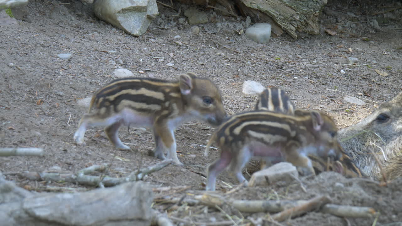 Gruppo di cuccioli di cinghiale appena nati che giocano ed esplorano la natura selvaggia tra i rami.