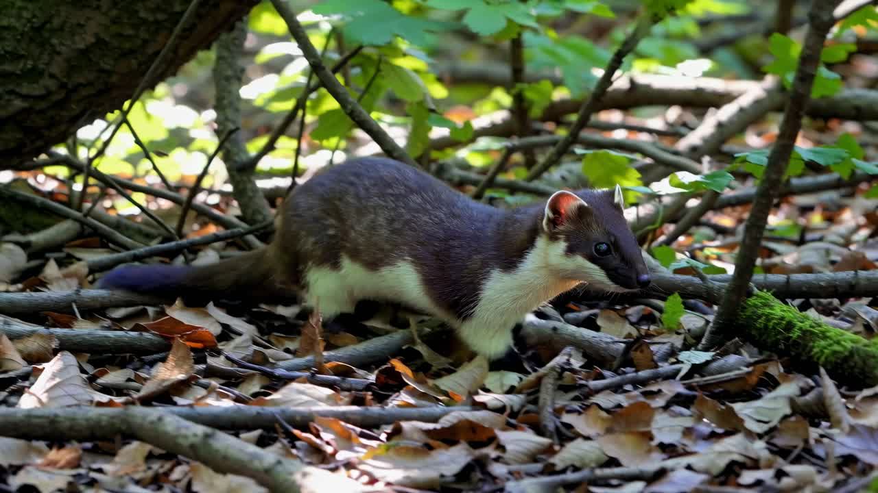 A low-angle video captures a pine marten navigating a forest floor, surrounded by leaves