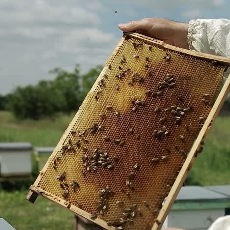 Beekeeper With Beehives And Honeycomb