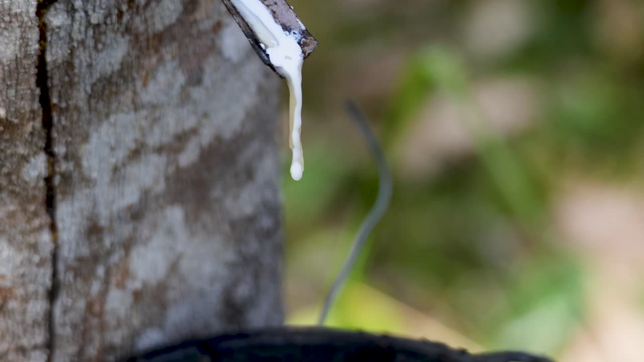 Close-up of latex dripping from a rubber tree into a coconut bowl in a sunny Phuket farm