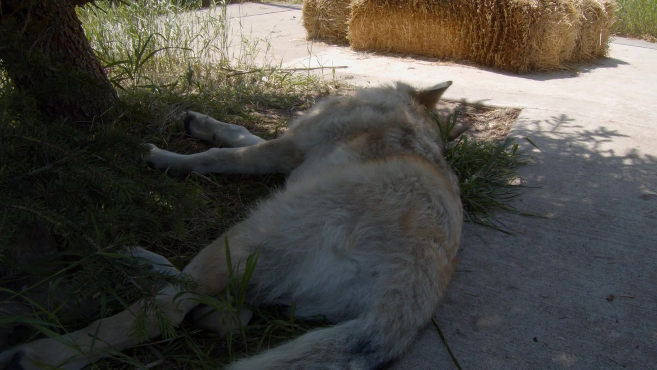 A grey wolf named Koa.