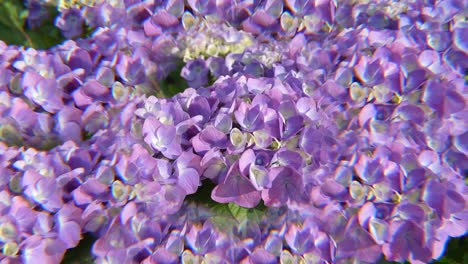 kaleidoscopic view of hydrangea flowers