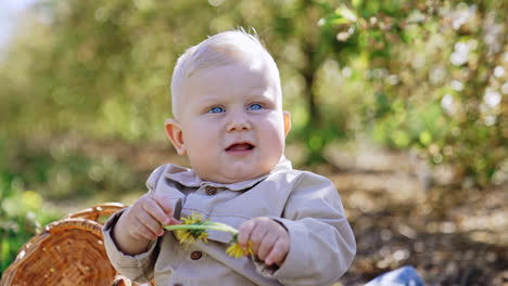 adorable blond blue-eyed baby boy sitting outdoors. smiling toddler plays with dandelions. close up. blurred backdrop.