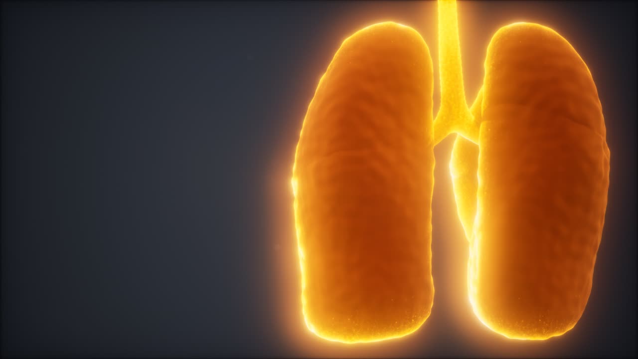 animación médicamente precisa del pulmón humano en bucle 3d