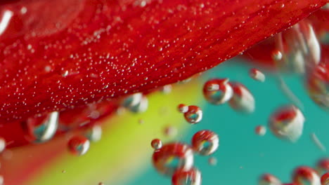 pétalo de flor roja en agua con burbujas