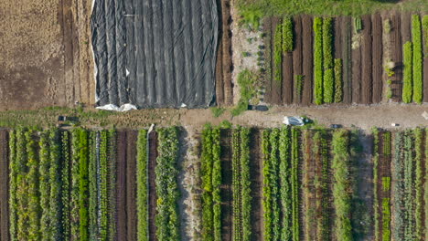 jardín comunitario volar sobre un área de vecindario local donde los jardineros vienen a colaborar