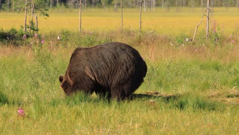 brown bear (ursus arctos) in wild nature is a bear that is found across much of northern eurasia and north america. in north america, the populations of brown bears are often called grizzly bears.