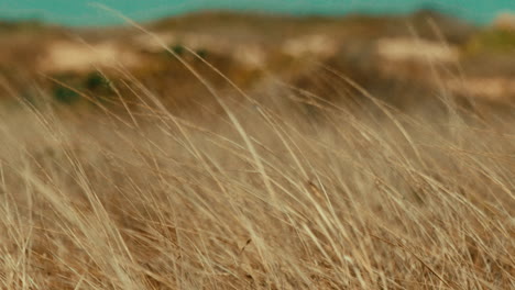 campo de hierba azotado por el viento