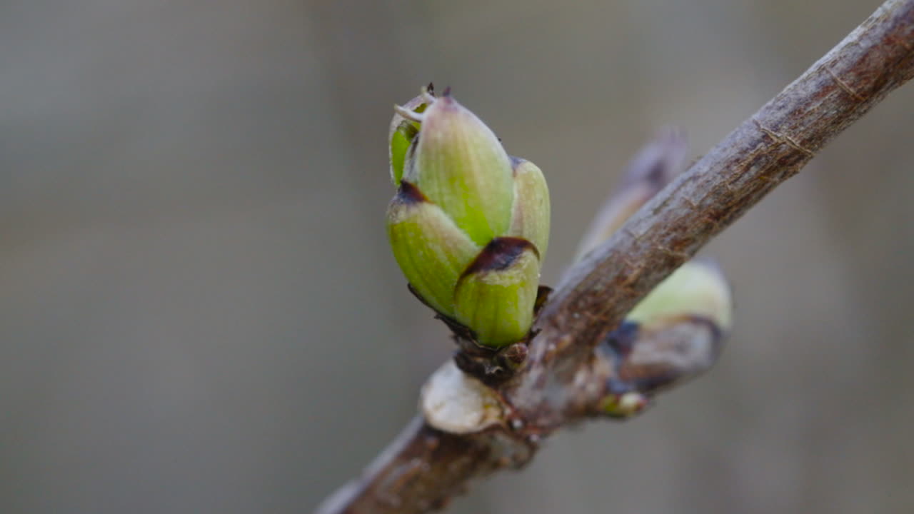 Closeup with green buds on twig