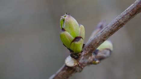 closeup with green buds on twig