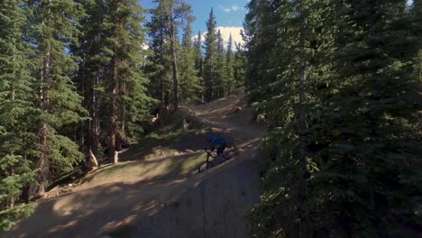 downhill mountain biker rides through technical switchbacks in keystone, colorado