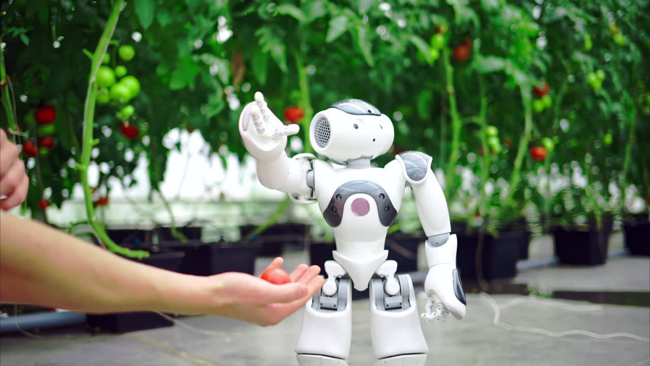 Humanoid robot dropping a tomato in a man's hand in a greenhouse farm
