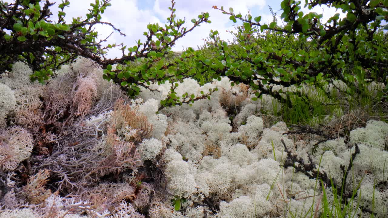 арктическая тундра, прекрасная природа, норвежский природный ландшафт.