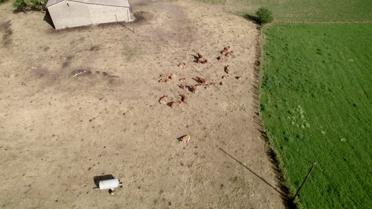 작은 농장 근처의 풀에서 먹이를 먹는 가축 무리, 공중 사진